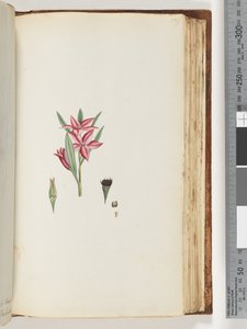 Strona 139. Nienazwana roślina kwitnąca autorstwa Unknown artist