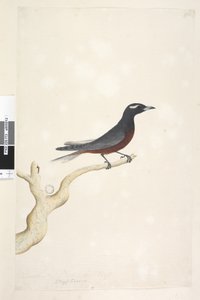 Strona 13. Ocyptamus. powyższy tytuł w innym rozdaniu Grudzień. Naturalny rozmiar Biały, brewed Wood Jaskółka Artamus superciliosus, samiec, 1791-92 autorstwa Unknown artist