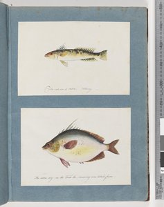 Strona 13. Niezidentyfikowane ryby. 14. Niezidentyfikowana ryba autorstwa Unknown artist