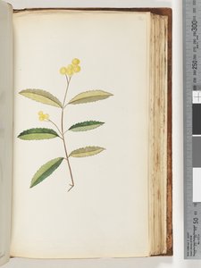 Strona 140. Niezidentyfikowany kwiat, październik 1794 autorstwa Unknown artist