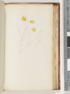 Strona 142. Brak napisu, niedokończony rysunek, niezidentyfikowana roślina autorstwa Unknown artist