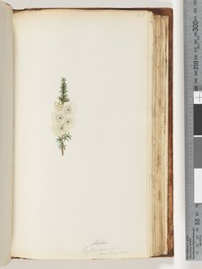 Strona 145. Alela / Leptospermum ambiguum autorstwa Unknown artist