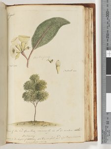 Strona 149. Naturalna wielkość, gatunek czerwonego drzewa dziąseł, powszechnie w NSW zwany Mohogony autorstwa Unknown artist