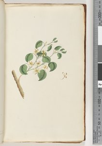 Strona 14. Niezidentyfikowana roślina autorstwa Unknown artist