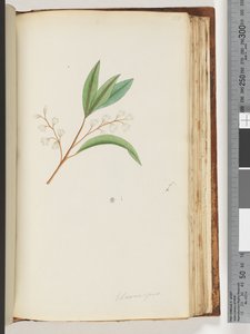 Strona 150. Elaeocarpus autorstwa Unknown artist