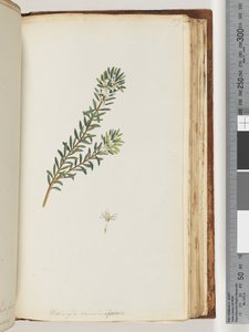 Strona 159. Westringea rosmariniformis autorstwa Unknown artist