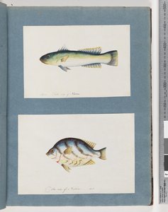Strona 15. Niezidentyfikowana ryba 16. Niezidentyfikowana ryba autorstwa Unknown artist