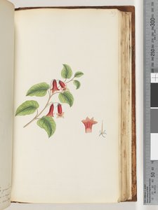 Strona 169. Nienazwana roślina kwitnąca autorstwa Unknown artist