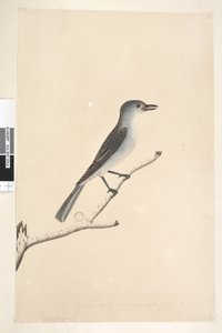 Strona 16. Ceblephyris wzdłuż dolnej krawędzi w innej ręce Ten sam rozmiar co ptak, z którego został wzięty rysunek. Kwiecień Grey Shrike Thrush Colluricincla harmonijka, 1791-92 autorstwa Unknown artist