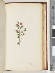 Strona 170. Decandria monogynia. Kalmoides z Banków autorstwa Unknown