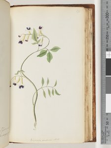 Strona 171. Bignonia australijska H.K autorstwa Unknown artist