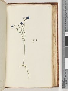 Strona 174. Niezidentyfikowana roślina autorstwa Unknown artist