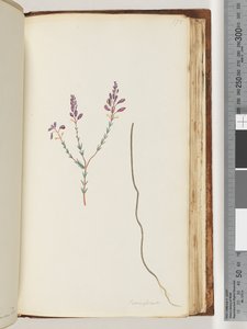 Strona 175. Comaspernia autorstwa Unknown artist