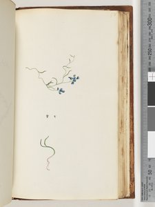 Strona 178. Niezidentyfikowana roślina autorstwa Unknown artist