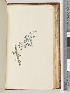 Strona 179. Niezidentyfikowana roślina autorstwa Unknown artist