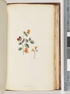 Strona 180. Platylobium formosum / Przystojny Płaski groszek autorstwa Unknown artist