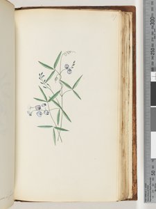 Strona 187. Niezidentyfikowana roślina autorstwa Unknown