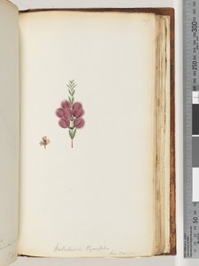 Strona 189. Melaleuca thymifolia. Lin: Transac autorstwa Unknown artist