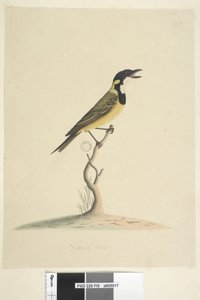 Strona 18. Naturalne rozmiary Golden Whistler Pachycephala pectoralis, samiec, 1791-92 autorstwa Unknown artist