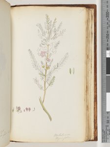 Strona 190. Melaleuca thymifolia / Miód tymiankowy, mirt autorstwa Unknown artist