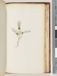 Strona 191. Niezidentyfikowana roślina autorstwa Unknown