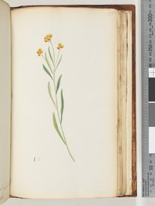 Strona 195. Niezidentyfikowana roślina autorstwa Unknown