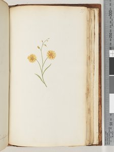 Strona 197. Niezidentyfikowana roślina autorstwa Unknown