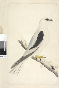 Strona 1. Falco, widziany w Augustacie w lewym dolnym rogu w innej ręce sie naturalnej wielkości. Kania czarna z łopatkami Elanus axillaris Elanus notatus, 1791-92 autorstwa Unknown artist