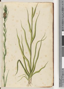 Strona 1. Philydrum lanuginosum autorstwa Unknown artist