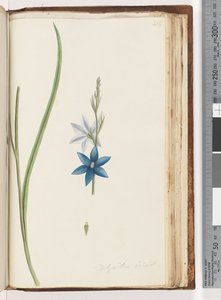 Strona 204. Thelymitra ixiodes / Spotted Sun Orchid autorstwa Unknown artist