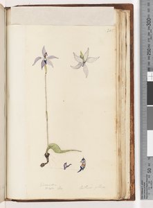 Strona 205. Glosodia. Major na. Arethusa Hairy / Woskowa Lip Orchid autorstwa Unknown artist