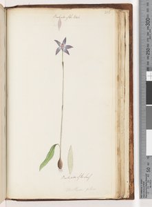 Strona 206. Tył płatków. Tył liścia. Arethusa pilosa / storczyk z wargą woskową autorstwa Unknown artist