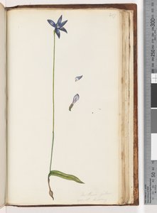 Strona 207. Arethusa pilosa / Woskowa orchidea wargowa autorstwa Unknown