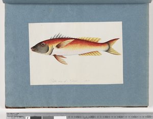 Strona 20. Niezidentyfikowane ryby autorstwa Unknown artist