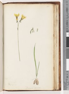 Strona 211. Forma Diuris aurea / Złota osioł orchidea autorstwa Unknown artist