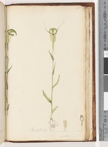 Strona 215. Pterostylis op / viridis autorstwa Unknown artist