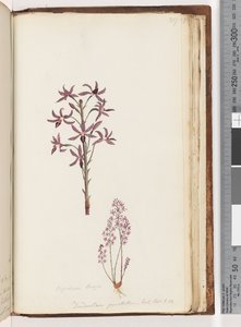 Strona 217. Dipodium Brown / Dendrobium punctatum. Egz. Nerw. T. 12. Hiacyntowa Orchidea autorstwa Unknown artist