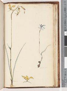 Strona 219. Caladenia / Diuris dwie rośliny autorstwa Unknown artist