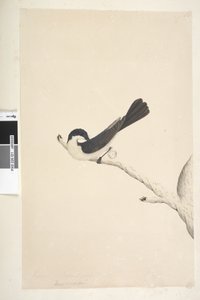 Strona 21. Musciopa. powyższy tytuł w innym rozdaniu Czerwiec. Naturalnej wielkości muchołówka niespokojna Myiagra inquieta Seisura inquieta, 1791-92 autorstwa Unknown artist