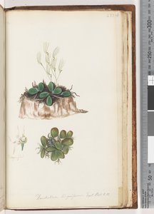 Strona 223. Dendrobium linguiforme Exot. Nerw. t. 11 Orchidea Języka autorstwa Unknown artist
