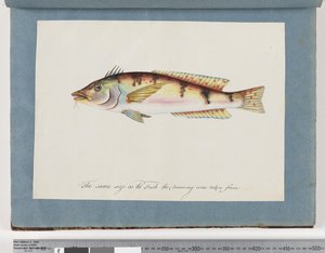 Strona 22. Niezidentyfikowane ryby autorstwa Unknown artist