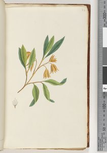 Strona 22. Niezidentyfikowana roślina autorstwa Unknown artist