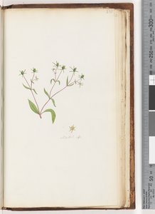 Strona 231. Madia sp autorstwa Unknown artist