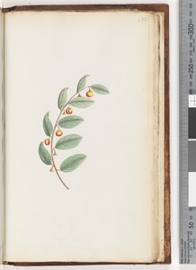 Strona 232. Niezidentyfikowany zakład autorstwa Unknown artist