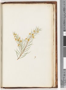 Strona 239. Niezidentyfikowana roślina autorstwa Unknown artist