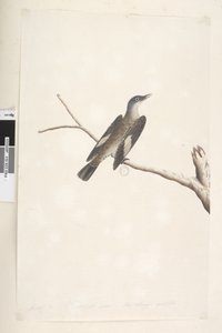 Strona 23. Maj, naturalnej wielkości, tęczówka i język wątpliwe Brown Treecreeper Climacteris picumnus, 1791-92 autorstwa Unknown artist
