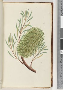 Strona 23. Nienazwana roślina kwitnąca autorstwa Unknown artist