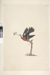 Strona 24. Naturalnej wielkości Scarlet Robin Petroica wielobarwny, samiec, Norfolk Island, 1791-92 autorstwa Unknown artist
