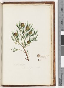 Strona 253. Euphorbiaceae / Ricinocarpus  ...? Krzak weselny autorstwa Unknown artist