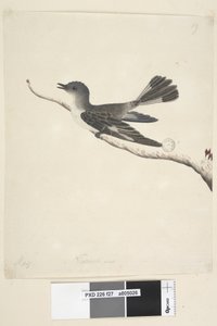 Strona 27. Maj. Rudzik z kapturem naturalnej wielkości, samica Melanodryas cucullata, 1791-92 autorstwa Unknown artist